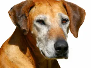 Seniorencheck basis hond