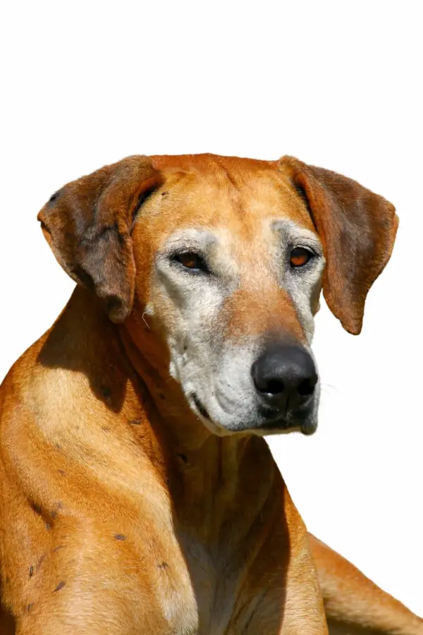 Seniorencheck basis hond