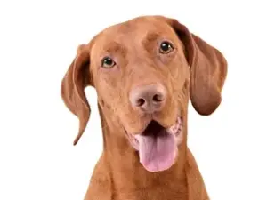 Consult hond (bij ziekte of klachten)