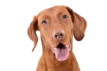 Consult hond (bij ziekte of klachten)