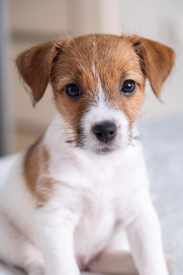 Gezondheidscheck pup