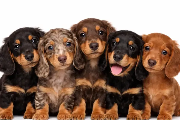 Vaccinatie & chippen & registeren 1 Vaccinatie & chippen & registeren