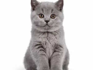 website_kat_kitten_vaccinatie1 Controle consult kat binnen 6 weken na eerste consult