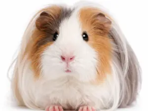 cavia