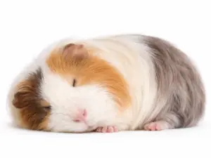 Inslapen cavia