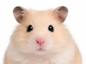 Consult hamster
