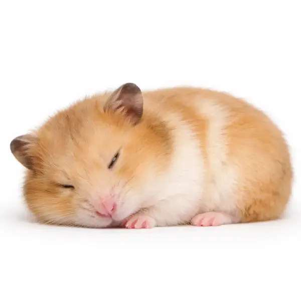 Inslapen hamster (euthanasie)