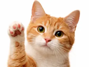 Gezondheidscheck kat