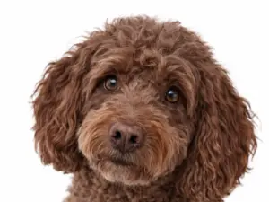 Controle consult (binnen 6 weken) hond