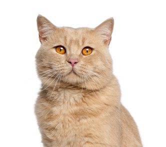 Home 2 website hompage kat