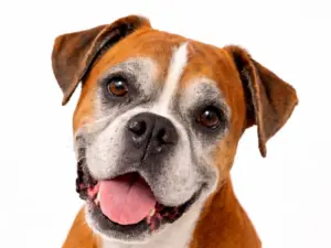 Seniorencheck uitgebreid hond