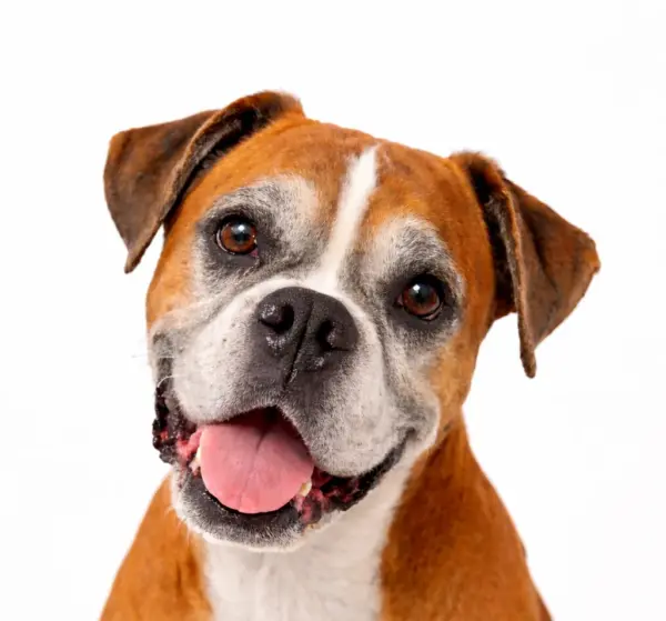 Seniorencheck uitgebreid hond