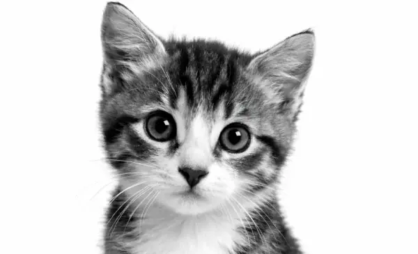 Consult kitten (bij ziekte of klachten)