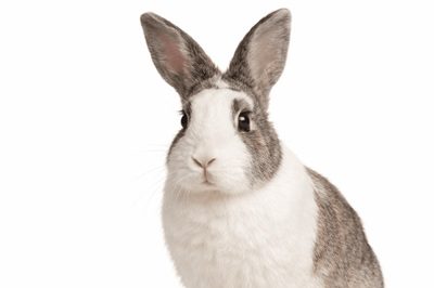 Home 3 website konijn def