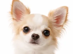 Chippen & registeren & Paspoort hond