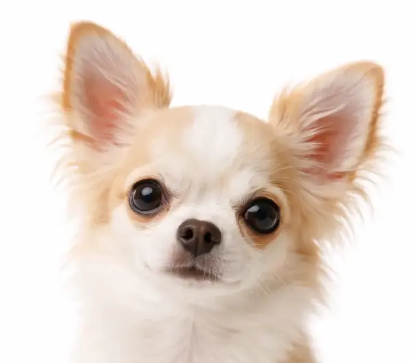 Chippen, registratie & paspoort hond