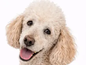 Seniorencheck compleet hond