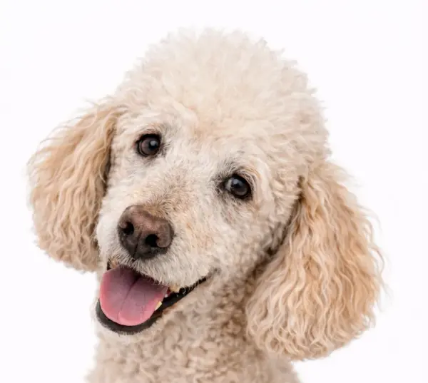 Seniorencheck compleet hond