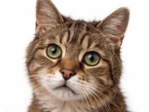 Seniorencheck compleet kat