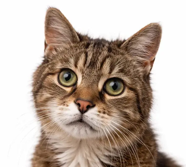 Seniorencheck compleet kat