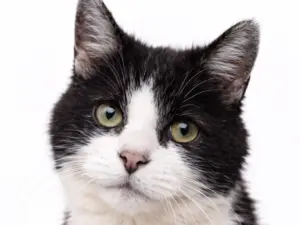 Seniorencheck uitgebreid kat