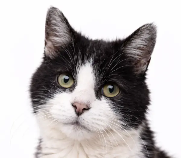 Seniorencheck uitgebreid kat